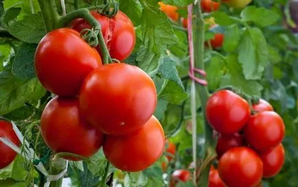 soiuri de tomate pentru sere sunt cele mai bune, fructe mari, înalt, precoce, atunci când subdimensionat