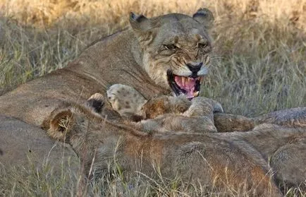 Comportamentul social al leilor - pisica (Felidae)