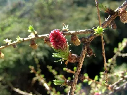 Sovereign - trunchiere de zada