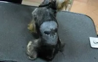 Постригване на кучета и котки в Москва - оформяне салон за животни zoolakki