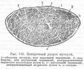 Структурата на мускула като орган - всичко за животновъдството