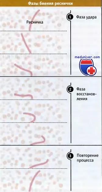 Структурата на ресничките и камшичета клетка