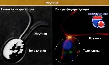 Структурата на ресничките и камшичета клетка