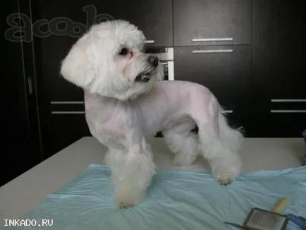 Dog Grooming, Konkovo, Belyaeva, Калуга, София - 496 885 класифицирани