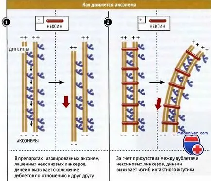 Structura cili și celule flageli