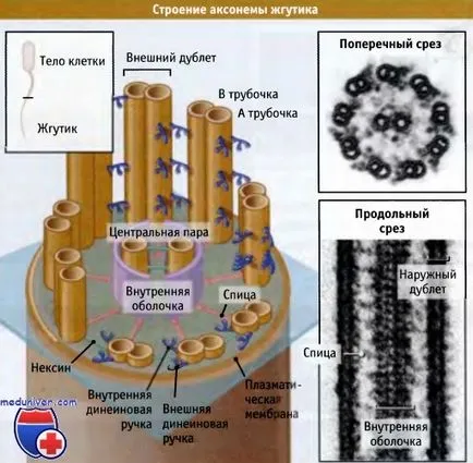 Структурата на ресничките и камшичета клетка