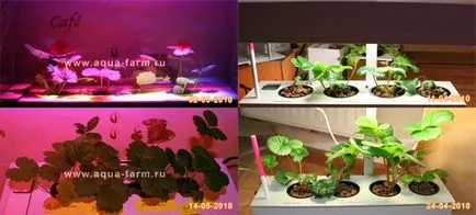 LED növekvő növények és palánták