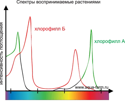 LED növekvő növények és palánták