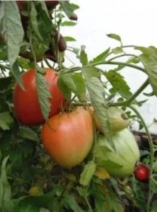 Tomate - descrierea grăsuț a soiului, caracteristicile fructelor-roșii în creștere și consiliere