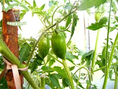 Tomate ciocolată (Zedechia) inspector Semkin