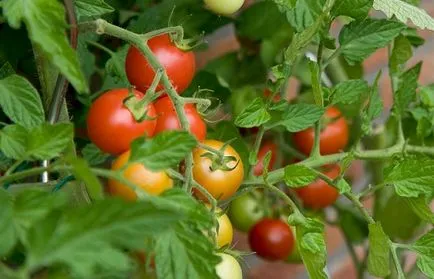 Tomate Pinocchio cum să crească pe balcon și în seră