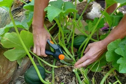 plantare de dovleac, topping și îngrijire sadovodstvo24