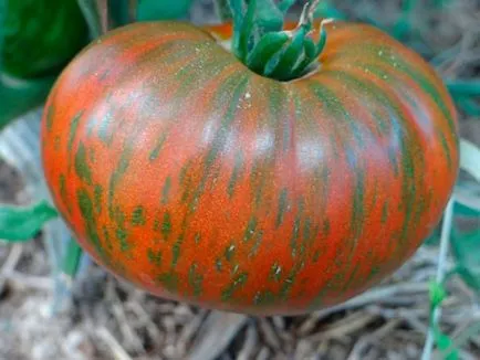 Tomate cu dungi comentarii ciocolată, fotografii Bush, productivitatea și descrierea soiului - eteplitsa