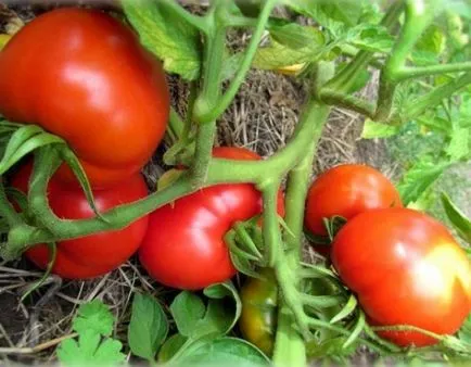 Tomate - descrierea grăsuț a soiului, caracteristicile fructelor-roșii în creștere și consiliere