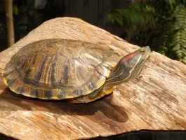 Trachemys Scripta (glisoare roșu-eared) - Totul despre țestoase și țestoase