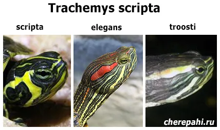 Trachemys Scripta (червени уши плъзгачи) - Всички за костенурки и костенурки