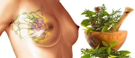 Ierburi cu tratamentul mastitei, o colecție utilă de plante aromatice, retete
