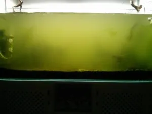 UV sterilizáló akvárium