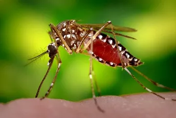 Mosquito захапка, някои мехлем да се използва за да се отървем от краста