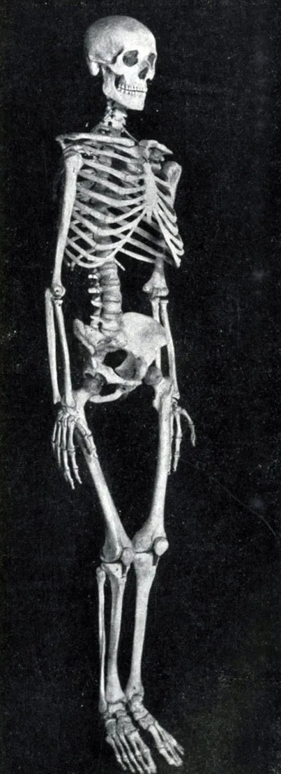 Tanulmány a csontok (tudósnak) az 1958. évi Mechanic n
