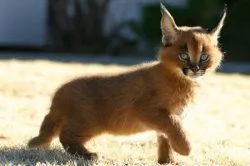 Caracal (pisică), rasa descriere, pret si poze