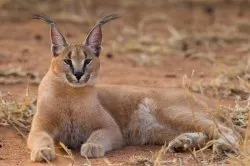 Caracal (pisică), rasa descriere, pret si poze