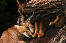 Caracal (pisică), rasa descriere, pret si poze