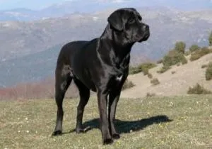 cane corso