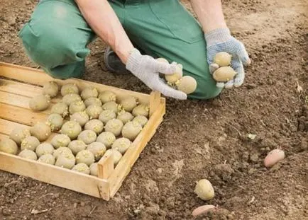 Cartofi Descrierea Yelizaveta a soiului, caracteristici, avantaje, datele de plantare, comentarii, foto, video