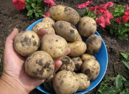 Potato Елизавета описание на сорта, характеристики, предимства, засаждане на датите, коментари, снимки, видео