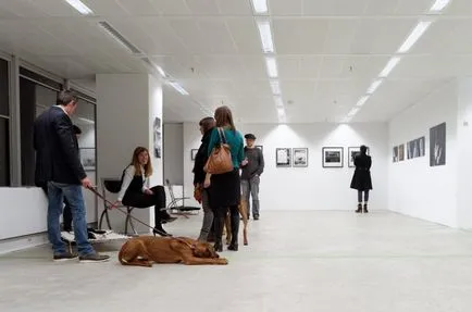 Egy egyedülálló nemzetközi projekt dogarta, a kutyák, novella hosszú tacskó