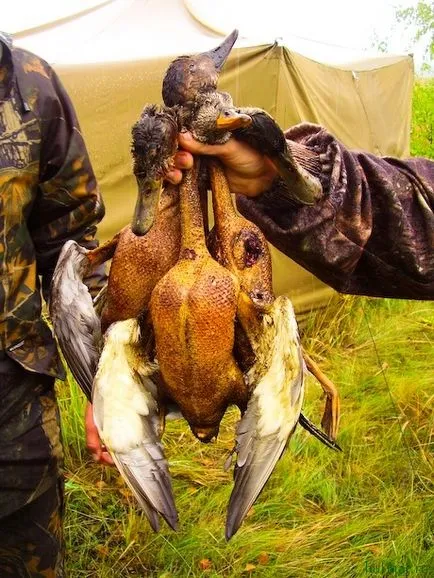 Duck într-un cazan în vânătoare, bărbați site-ul de gătit - cele mai bune rețete cu fotografii