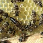 Varroa какво е, цикъла на развитие на кърлежи, лечение