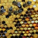 Varroa какво е, цикъла на развитие на кърлежи, лечение