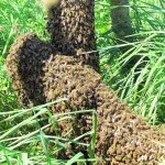 Varroa какво е, цикъла на развитие на кърлежи, лечение