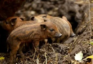 Унгарски свине видове съдържание и характеристики на храненето