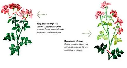 Gondozása rózsa ősszel (szeptember-október) alapelveinek gondozás és előkészíti rózsák téli
