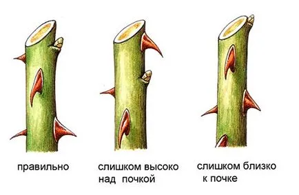 Грижа за розите през есента (септември и октомври) основните принципи на грижи и да се подготвят за зимата рози