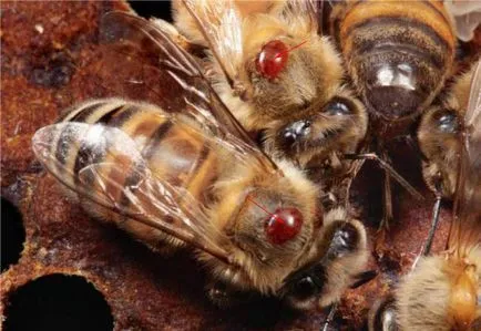 Varroa какво е, цикъла на развитие на кърлежи, лечение