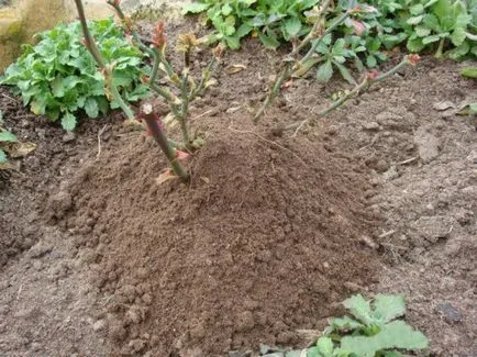 Gondozása rózsa az ősszel - szabályok és tanácsok