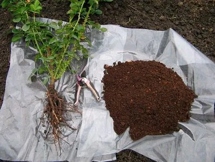 Gondozása rózsa ősszel (szeptember-október) alapelveinek gondozás és előkészíti rózsák téli