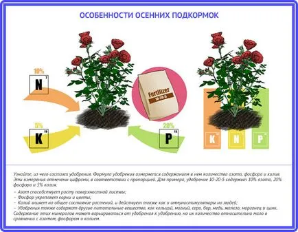 Грижа за розите през есента (септември и октомври) основните принципи на грижи и да се подготвят за зимата рози