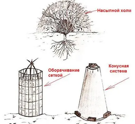 Gondozása rózsa az ősszel - szabályok és tanácsok