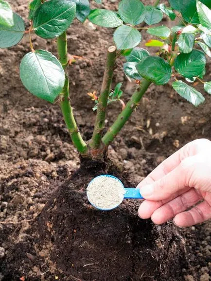 Gondozása rózsa ősszel (szeptember-október) alapelveinek gondozás és előkészíti rózsák téli