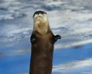 Otter, vidra (Lutra lutra), vidră corp descriere lână rezoluție culoare greutate voce otter aplatizat