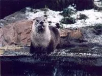 Otter, vidra (Lutra lutra), vidră corp descriere lână rezoluție culoare greutate voce otter aplatizat