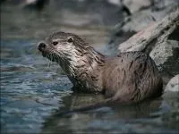 Otter, vidra (Lutra lutra), területi vidra leírás gyapjú színrefújt felbontású vidra hang súly