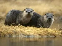 Otter, vidra (Lutra lutra), területi vidra leírás gyapjú színrefújt felbontású vidra hang súly