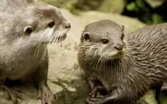 Otter, vidra (Lutra lutra), területi vidra leírás gyapjú színrefújt felbontású vidra hang súly