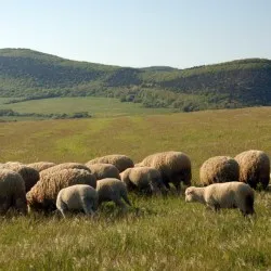 Az előnyök és a javára a juhok és kecskék